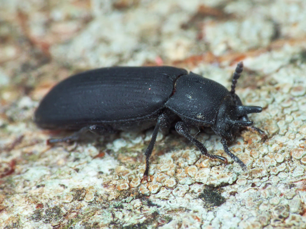 Cryphaeus cornutus (Fischer de Waldheim, 1823)